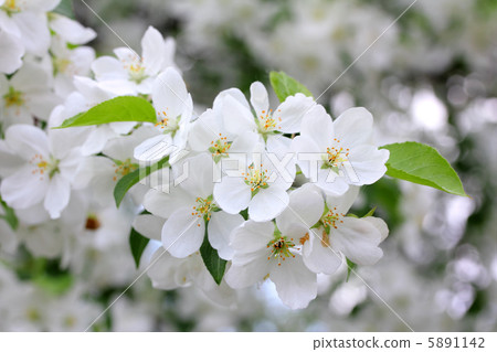 blossom apple tree branch 5891142