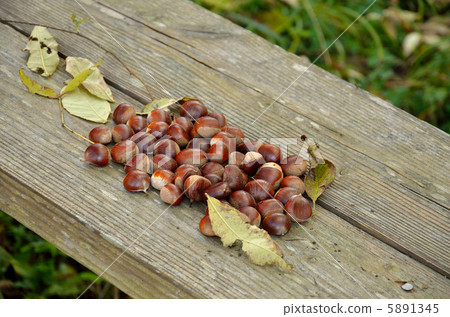 板栗採摘 5891345