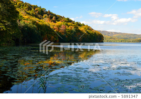 Autumn leaves of Nakasin-numa 5891347