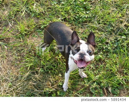 Playing Boston Terrier Playing Boston Terrier 5891434