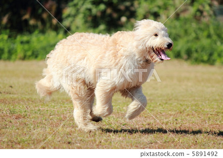 Golden Dooodle 5891492