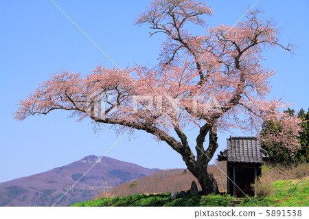 Ozawa's cherry tree 5891538