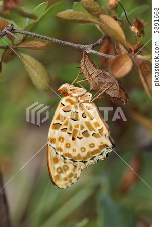 Emergence of Zumaroba myrotis Emergence of Zumaroba myrotis 5891668