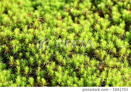 Cedars Cedars 5891703