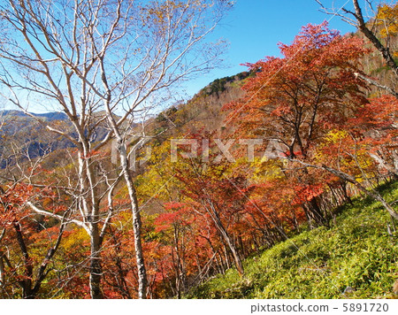 Autumn leaves of sunlight ① 5891720