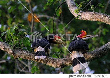 Magnaporthe magnolius母親和兒童 5891898