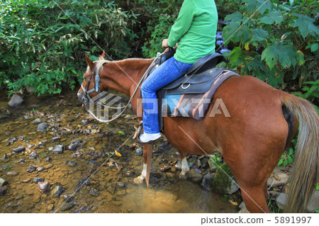 Horse trekking Horse trekking 5891997