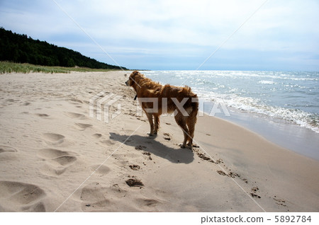 Dog nestling on the beach 5892784