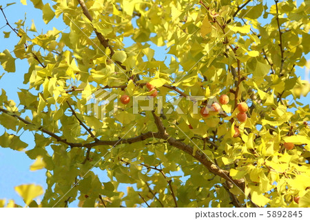 The ginkgo nut becoming a ginkgo tree 5892845