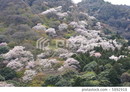 Kyoto Spring Arashiyama 5892918