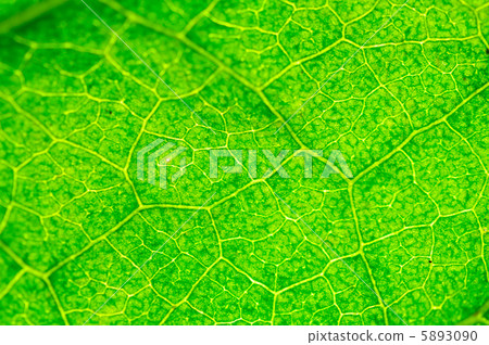 Zion (leaves) 5893090