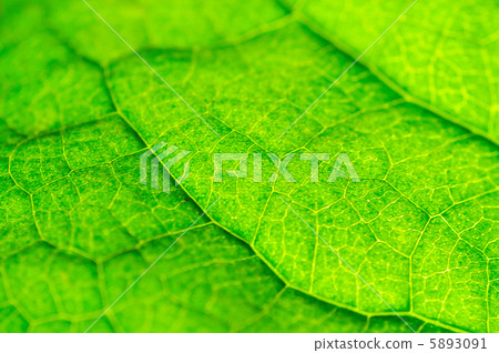 Zion (leaves) 5893091