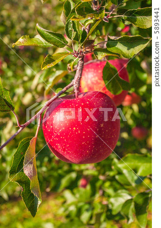 Sun Fuji apple in Shinshu Sun Fuji apple in Shinshu 5893441