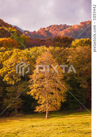 One tree of the autumn highland 5893442