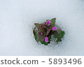 雪花 5893496