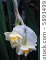 雪花 5893499