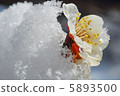 雪花 5893500