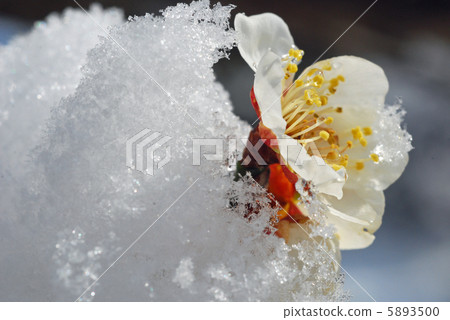 雪花 5893500