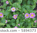 Small chrysanthemum of light purple 5894373