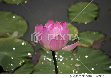 Lotus flower Lotus flower 5894400