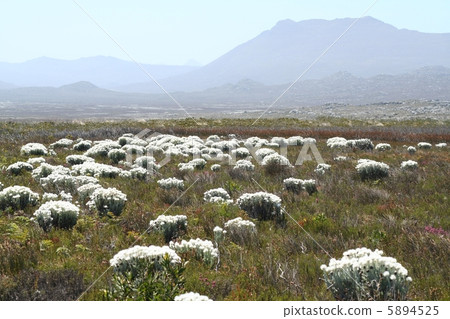 World Heritage Site Cape Plant District Conservation Area 5894525