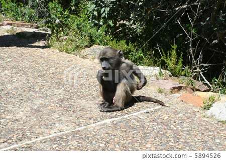 Wild monkey in South Africa Cape of Good Hope 5894526