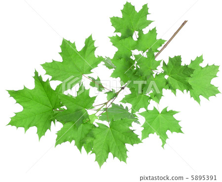 Maple leaves 5895391