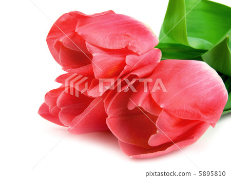 Three beautiful pink tulips isolated Three beautiful pink tulips isolated 5895810