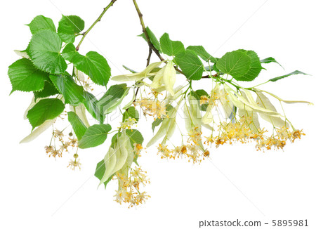 Lime isolated Lime isolated 5895981