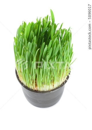 Green grass in a pot isolated 5896017