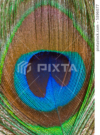 Peacock feather closeup 5896077