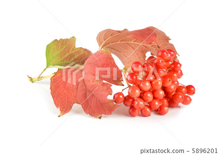 Ripe viburnum 5896201
