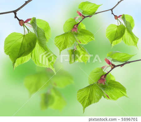 Leaves collage 5896701