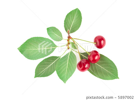 Three ripe cherries 5897002