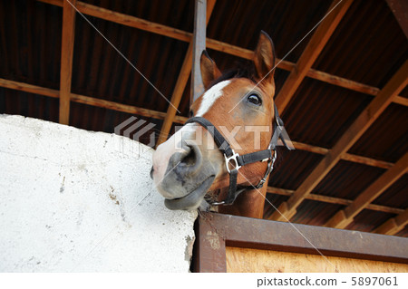 Horse Horse 5897061
