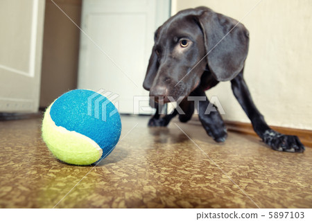 Dog and ball Dog and ball 5897103