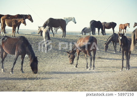 Horses Horses 5897150