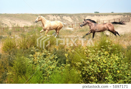 Running horse 5897171