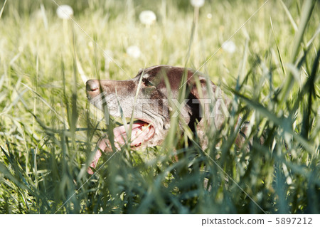 Dog in the grass 5897212