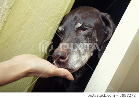 Domesticating dog 5897272