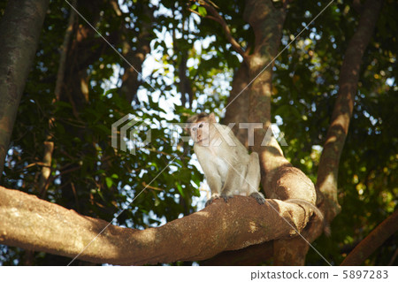 Wild monkey Wild monkey 5897283