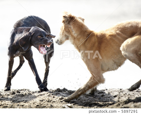 Dog fight Dog fight 5897291