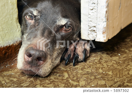 Sad dog Sad dog 5897302