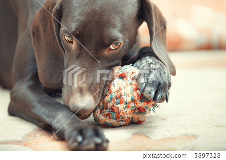 Dog and ball 5897328