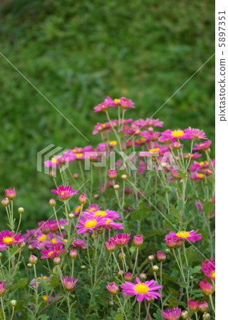 Landscape blooming red-purplish Kikuma 5897351