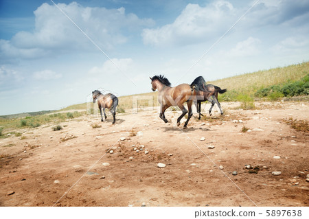 Horses Horses 5897638