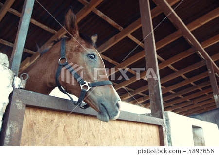 Horse Horse 5897656