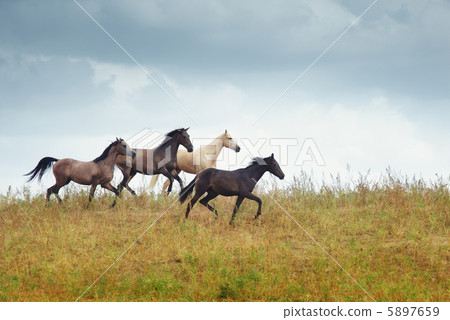 Four running horses in the steppe Four running horses in the steppe 5897659