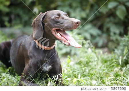German short-haired pointer German short-haired pointer 5897690