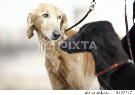 Two Turkmenian greyhound dogs Two Turkmenian greyhound dogs 5897737